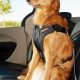 Top 5 Safest Dog Car Harnesses for 2024 | My Caring Dog – Tips, Stories, and Care Guides for Loving Pet Owners
