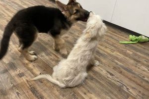 Top Dog Day Care in La Crosse, WI | Best Options My Caring Dog – Tips, Stories, and Care Guides for Loving Pet Owners Top Dog Day Care in La Crosse, WI | Best Options | My Caring Dog – Tips, Stories, and Care Guides for Loving Pet Owners