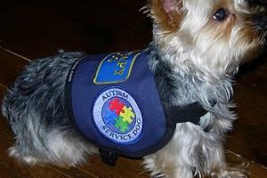 Tiny Service Dogs for Sale: Best Companions My Caring Dog – Tips, Stories, and Care Guides for Loving Pet Owners Tiny Service Dogs for Sale: Best Companions | My Caring Dog – Tips, Stories, and Care Guides for Loving Pet Owners