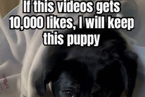 Car Safety: Help Your Doggy Travel Safely My Caring Dog – Tips, Stories, and Care Guides for Loving Pet Owners Car Safety: Help Your Doggy Travel Safely | My Caring Dog – Tips, Stories, and Care Guides for Loving Pet Owners