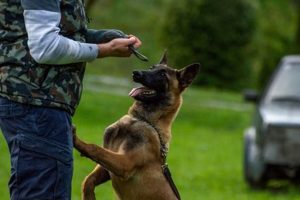 Find A Dog Trainer Near Me My Caring Dog – Tips, Stories, and Care Guides for Loving Pet Owners Find A Dog Trainer Near Me | My Caring Dog – Tips, Stories, and Care Guides for Loving Pet Owners