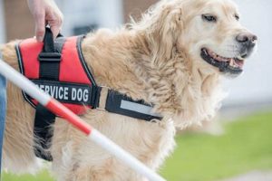 Trained Service Dogs: Ultimate Guide & FAQs My Caring Dog – Tips, Stories, and Care Guides for Loving Pet Owners Trained Service Dogs: Ultimate Guide & FAQs | My Caring Dog – Tips, Stories, and Care Guides for Loving Pet Owners