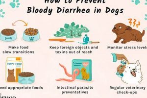 Dog Diarrhea Care: A Complete Guide My Caring Dog – Tips, Stories, and Care Guides for Loving Pet Owners Dog Diarrhea Care: A Complete Guide | My Caring Dog – Tips, Stories, and Care Guides for Loving Pet Owners
