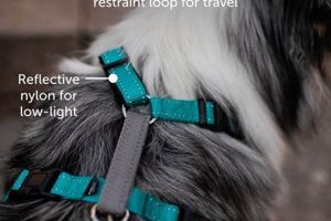 Top Petsafe 3-in-1 Reflective Dog Harness: Safe Travels My Caring Dog – Tips, Stories, and Care Guides for Loving Pet Owners Top Petsafe 3-in-1 Reflective Dog Harness: Safe Travels | My Caring Dog – Tips, Stories, and Care Guides for Loving Pet Owners