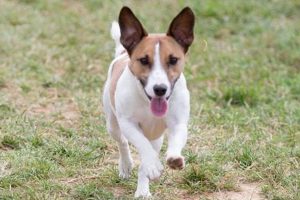 Top Dog Day Care in Rockville, MD My Caring Dog – Tips, Stories, and Care Guides for Loving Pet Owners Top Dog Day Care in Rockville, MD | My Caring Dog – Tips, Stories, and Care Guides for Loving Pet Owners