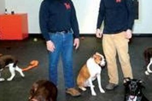 Best Redman & Company Dog Day Care: Safe & Fun My Caring Dog – Tips, Stories, and Care Guides for Loving Pet Owners Best Redman & Company Dog Day Care: Safe & Fun | My Caring Dog – Tips, Stories, and Care Guides for Loving Pet Owners