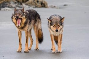 Dog Canine Teeth: Care & Evolution My Caring Dog – Tips, Stories, and Care Guides for Loving Pet Owners Dog Canine Teeth: Care & Evolution | My Caring Dog – Tips, Stories, and Care Guides for Loving Pet Owners