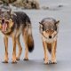 Dog Canine Teeth: Care & Evolution | My Caring Dog – Tips, Stories, and Care Guides for Loving Pet Owners