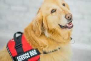Best Service Dogs in San Diego, CA My Caring Dog – Tips, Stories, and Care Guides for Loving Pet Owners Best Service Dogs in San Diego, CA | My Caring Dog – Tips, Stories, and Care Guides for Loving Pet Owners