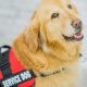 Best Service Dogs in San Diego, CA | My Caring Dog – Tips, Stories, and Care Guides for Loving Pet Owners
