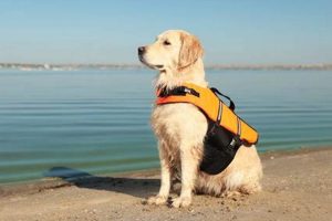 Best Service Dog Training in CT: Find Your Match My Caring Dog – Tips, Stories, and Care Guides for Loving Pet Owners Best Service Dog Training in CT: Find Your Match | My Caring Dog – Tips, Stories, and Care Guides for Loving Pet Owners