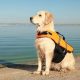 Best Service Dog Training in CT: Find Your Match | My Caring Dog – Tips, Stories, and Care Guides for Loving Pet Owners