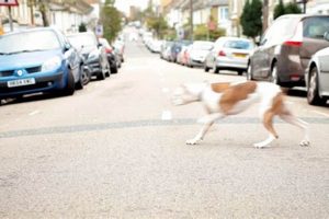 Preventing Dog Car Crash Injuries: Tips & Safety | My Caring Dog – Tips, Stories, and Care Guides for Loving Pet Owners