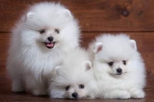 Best Puppies for Your Home: Find Your Furry Friend My Caring Dog – Tips, Stories, and Care Guides for Loving Pet Owners Best Puppies for Your Home: Find Your Furry Friend | My Caring Dog – Tips, Stories, and Care Guides for Loving Pet Owners
