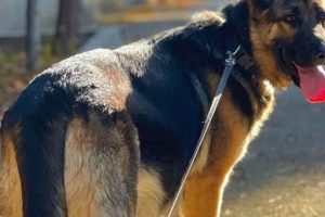 Pregnant German Shepherd Care Guide My Caring Dog – Tips, Stories, and Care Guides for Loving Pet Owners Pregnant German Shepherd Care Guide | My Caring Dog – Tips, Stories, and Care Guides for Loving Pet Owners
