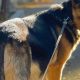Pregnant German Shepherd Care Guide | My Caring Dog – Tips, Stories, and Care Guides for Loving Pet Owners