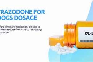 Best Trazodone for Dog Car Sickness Relief My Caring Dog – Tips, Stories, and Care Guides for Loving Pet Owners Best Trazodone for Dog Car Sickness Relief | My Caring Dog – Tips, Stories, and Care Guides for Loving Pet Owners