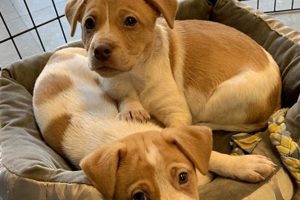 Dog Sharing Near Me My Caring Dog – Tips, Stories, and Care Guides for Loving Pet Owners Dog Sharing Near Me | My Caring Dog – Tips, Stories, and Care Guides for Loving Pet Owners