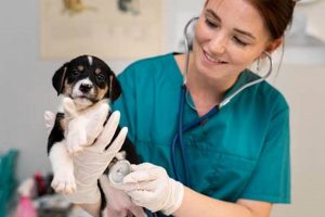 Top-Notch Good Dog Vet Care Services | My Caring Dog – Tips, Stories, and Care Guides for Loving Pet Owners