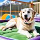 Top Dog Day Care in Colorado Springs, CO | My Caring Dog – Tips, Stories, and Care Guides for Loving Pet Owners