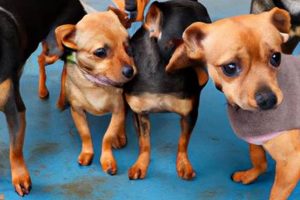 Best Small Dog Day Care Near Me: Find Top Options My Caring Dog – Tips, Stories, and Care Guides for Loving Pet Owners Best Small Dog Day Care Near Me: Find Top Options | My Caring Dog – Tips, Stories, and Care Guides for Loving Pet Owners