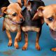 Best Small Dog Day Care Near Me: Find Top Options | My Caring Dog – Tips, Stories, and Care Guides for Loving Pet Owners