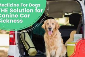Best Dog Car Sick Solutions & Remedies My Caring Dog – Tips, Stories, and Care Guides for Loving Pet Owners Best Dog Car Sick Solutions & Remedies | My Caring Dog – Tips, Stories, and Care Guides for Loving Pet Owners