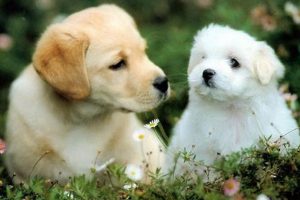 Free Dogs: Roaming Car Companions My Caring Dog – Tips, Stories, and Care Guides for Loving Pet Owners Free Dogs: Roaming Car Companions | My Caring Dog – Tips, Stories, and Care Guides for Loving Pet Owners