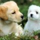 Free Dogs: Roaming Car Companions | My Caring Dog – Tips, Stories, and Care Guides for Loving Pet Owners