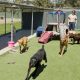 Best Dog Run Day Care: Fun & Safe | My Caring Dog – Tips, Stories, and Care Guides for Loving Pet Owners