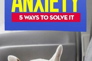 Dog Anxiety Car My Caring Dog – Tips, Stories, and Care Guides for Loving Pet Owners Dog Anxiety Car | My Caring Dog – Tips, Stories, and Care Guides for Loving Pet Owners