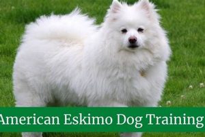 Expert American Eskimo Dog Care Guide My Caring Dog – Tips, Stories, and Care Guides for Loving Pet Owners Expert American Eskimo Dog Care Guide | My Caring Dog – Tips, Stories, and Care Guides for Loving Pet Owners