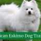 Expert American Eskimo Dog Care Guide | My Caring Dog – Tips, Stories, and Care Guides for Loving Pet Owners