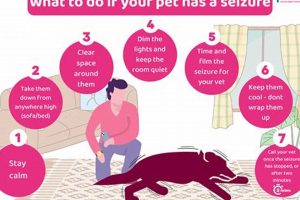 Expert Guide: Caring for Dogs with Seizures My Caring Dog – Tips, Stories, and Care Guides for Loving Pet Owners Expert Guide: Caring for Dogs with Seizures | My Caring Dog – Tips, Stories, and Care Guides for Loving Pet Owners