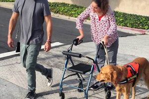 Service Dog Training Camp My Caring Dog – Tips, Stories, and Care Guides for Loving Pet Owners Service Dog Training Camp | My Caring Dog – Tips, Stories, and Care Guides for Loving Pet Owners