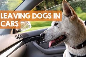 Never Leave Dog in Hot Car, Even With Windows Down My Caring Dog – Tips, Stories, and Care Guides for Loving Pet Owners Never Leave Dog in Hot Car, Even With Windows Down | My Caring Dog – Tips, Stories, and Care Guides for Loving Pet Owners