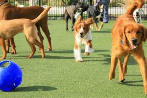 Best Dog Day Care: Choosing the Right One My Caring Dog – Tips, Stories, and Care Guides for Loving Pet Owners Best Dog Day Care: Choosing the Right One | My Caring Dog – Tips, Stories, and Care Guides for Loving Pet Owners