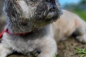 Find Dog Adoption in St. Louis, MO Today | My Caring Dog – Tips, Stories, and Care Guides for Loving Pet Owners