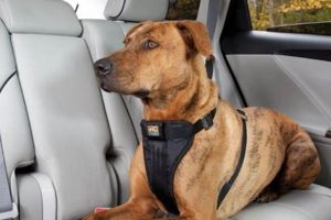 Best Kurgo Dog Harness Car for Safe Travels My Caring Dog – Tips, Stories, and Care Guides for Loving Pet Owners Best Kurgo Dog Harness Car for Safe Travels | My Caring Dog – Tips, Stories, and Care Guides for Loving Pet Owners