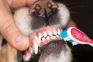 Top Tips for Best Dog Dental Care at Home My Caring Dog – Tips, Stories, and Care Guides for Loving Pet Owners Top Tips for Best Dog Dental Care at Home | My Caring Dog – Tips, Stories, and Care Guides for Loving Pet Owners