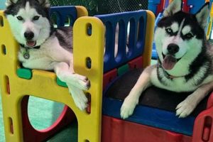 Best Dog Day Care & Boarding on the Sunshine Coast My Caring Dog – Tips, Stories, and Care Guides for Loving Pet Owners Best Dog Day Care & Boarding on the Sunshine Coast | My Caring Dog – Tips, Stories, and Care Guides for Loving Pet Owners