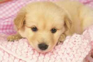 Best Puppy-Free Car Travel Destinations | My Caring Dog – Tips, Stories, and Care Guides for Loving Pet Owners