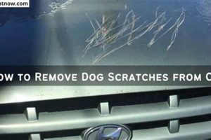 Remove Dog Scratches From Car: DIY Guide My Caring Dog – Tips, Stories, and Care Guides for Loving Pet Owners Remove Dog Scratches From Car: DIY Guide | My Caring Dog – Tips, Stories, and Care Guides for Loving Pet Owners