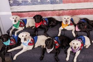 Best Service Dogs in Minnesota: A Guide My Caring Dog – Tips, Stories, and Care Guides for Loving Pet Owners Best Service Dogs in Minnesota: A Guide | My Caring Dog – Tips, Stories, and Care Guides for Loving Pet Owners