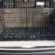 Best Large Dog Cages for Car Travel | My Caring Dog – Tips, Stories, and Care Guides for Loving Pet Owners