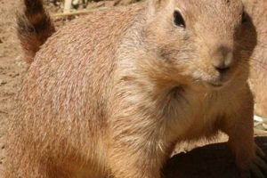Essential Guide to Prairie Dog Pet Care Tips My Caring Dog – Tips, Stories, and Care Guides for Loving Pet Owners Essential Guide to Prairie Dog Pet Care Tips | My Caring Dog – Tips, Stories, and Care Guides for Loving Pet Owners