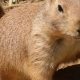 Essential Guide to Prairie Dog Pet Care Tips | My Caring Dog – Tips, Stories, and Care Guides for Loving Pet Owners