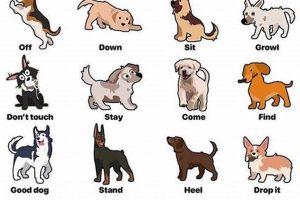 Car Dog Basics: Tips for Safe Travels | My Caring Dog – Tips, Stories, and Care Guides for Loving Pet Owners