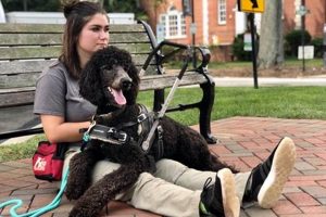 Expert Service Dog Trainers: Proven Training My Caring Dog – Tips, Stories, and Care Guides for Loving Pet Owners Expert Service Dog Trainers: Proven Training | My Caring Dog – Tips, Stories, and Care Guides for Loving Pet Owners