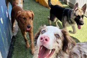 Top Dog Day Care in Ventura CA: Best Options My Caring Dog – Tips, Stories, and Care Guides for Loving Pet Owners Top Dog Day Care in Ventura CA: Best Options | My Caring Dog – Tips, Stories, and Care Guides for Loving Pet Owners